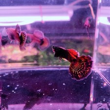 Live guppy fry for sale  Long Beach