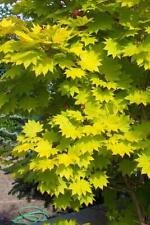 Japanischer goldahorn acer gebraucht kaufen  Kronburg
