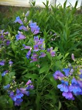 Penstemon heavenly blue for sale  SPALDING