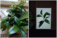 Unrooted hoya carnosa for sale  HUDDERSFIELD