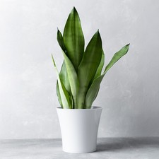 Sansevieria moonshine snake for sale  UK