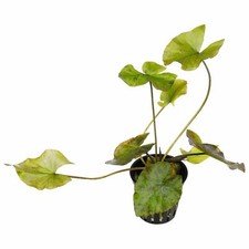 Nymphaea tiger lotus for sale  NEWTON ABBOT