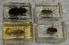 Scorpion beetles acrylic for sale  WHITBY