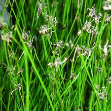 Blumixx stauden eleocharis gebraucht kaufen  Hannover