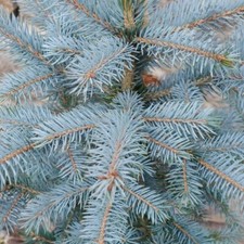 Blue spruce picea for sale  FRESHWATER