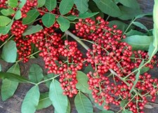 Organic live brazilian for sale  Titusville