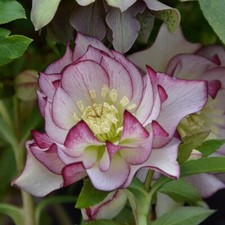 Hellebore double white for sale  SALTASH
