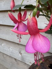 Fuchsia beacon hardy for sale  LEEK