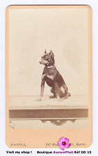 Petit chien assis d'occasion  Chaumont