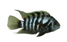 Black convict cichlid for sale  Discovery Bay