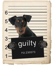 German pinscher mugshot for sale  Pottstown