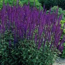 Salvia nemorosa caradonna for sale  Hayden