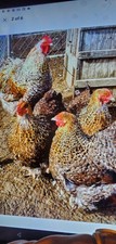 Crele enlish orpington for sale  Ubly