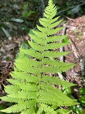 New york fern for sale  Altamont