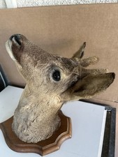 Trophée chasse biche d'occasion  Crécy-la-Chapelle
