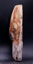 Bois fossilisé beau d'occasion  Senlis