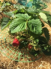 Erdbeerpflanzen topf erdbeeren gebraucht kaufen Erdbeerpflanzen topf erdbeeren gebraucht kaufen  Freising