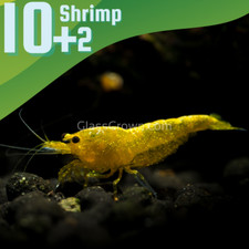 Goldenback yellow dwarf for sale  Lawrence