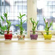 Pot lucky bamboo for sale  BIRMINGHAM