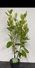 Griselinia littoralis hedging for sale  CRAIGAVON