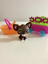 Chihuahua dog 219 for sale  PEACEHAVEN