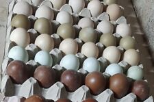 Uova fertili feconde usato  Siena
