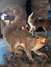Vintage taxidermy gray for sale  New Holland