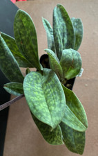 Multi growth blooming for sale  Aiken