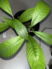 Mamey sapote tree for sale  Eustis