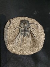 Otarion rare fossile d'occasion Otarion rare fossile d'occasion  Camarès