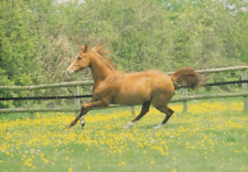Horse pferde anglo gebraucht kaufen  Deutschland