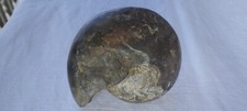Goniatite guscio fossile usato  Modena
