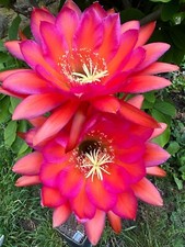 Ibrido trichocereus rl2905 usato  Spedire a Italy