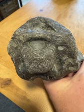 Rare whitby fossil for sale  LEEDS