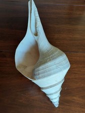Enorme coquillage syrinx d'occasion  Pontoise