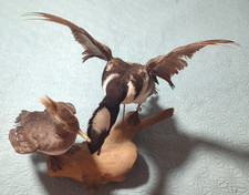 Hooded merganser male for sale  Sikeston