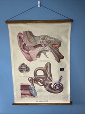 Vintage rare adam for sale  NEWMARKET
