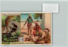 10184815 giftschlangen cobra gebraucht kaufen  Eimeldingen