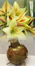 Amaryllis magic green for sale  ALFRETON