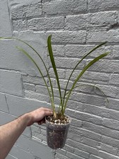 Cymbidium sweet melany for sale  Lititz