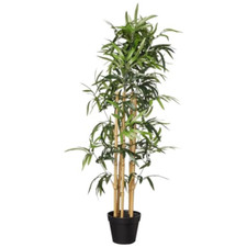 Amazon basics pianta usato  Roccagloriosa