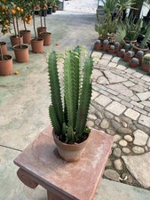 Set piante euphorbia usato  San Severo