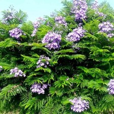 Jacaranda mimosifolia shrub for sale  LLANELLI