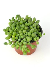 String raindrops succulents for sale  Castaic