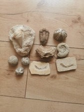 Haifischzahn alte fossilien gebraucht kaufen Haifischzahn alte fossilien gebraucht kaufen  Selent