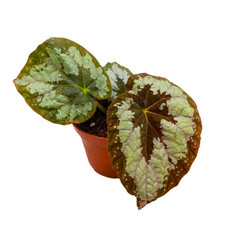 Harmony foliage mariana for sale  Apopka