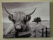 Highland coo straight for sale  Lafayette