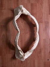 Bull shark jaw for sale  Blandon