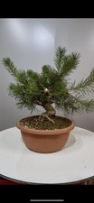 Pre bonsai pino usato  Reggello