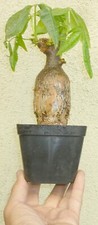 Pachira money tree for sale  Rosemead